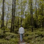 Services_Credynova_Afforestation_Reforestation_improved forest management