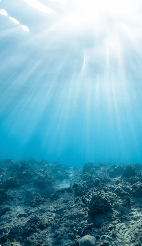 Why-Choose-Credynova-for-Blue-Carbon-and-Algae-Projects