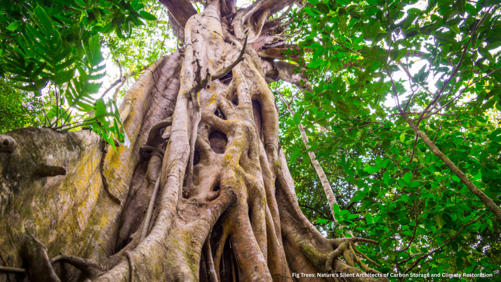 In the global race to mitigate climate change, few would imagine that the humble fig tree (Ficus spp.)—a species revered for centuries in cultural and spiritual traditions—might hold one of nature’s most powerful tools for carbon storage and ecosystem resilience. Beyond its symbolic value, the fig tree represents an extraordinary natural climate solution, combining high biomass accumulation, soil enrichment, biodiversity support, and even the ability to lock atmospheric carbon into stone through a unique biological pathway. At Credynova, where we integrate science, finance, and sustainability for measurable impact, we believe that fig trees embody the very principle of “profit with purpose”—delivering carbon offsets, biodiversity restoration, and social value through one living system.