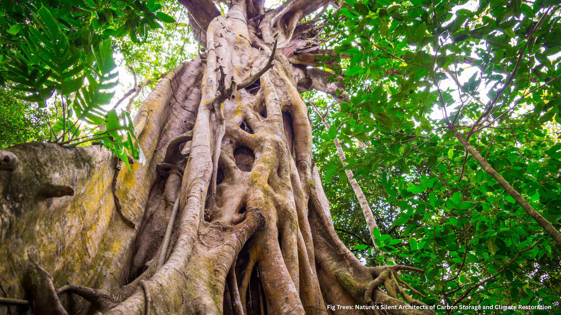 In the global race to mitigate climate change, few would imagine that the humble fig tree (Ficus spp.)—a species revered for centuries in cultural and spiritual traditions—might hold one of nature’s most powerful tools for carbon storage and ecosystem resilience. Beyond its symbolic value, the fig tree represents an extraordinary natural climate solution, combining high biomass accumulation, soil enrichment, biodiversity support, and even the ability to lock atmospheric carbon into stone through a unique biological pathway. At Credynova, where we integrate science, finance, and sustainability for measurable impact, we believe that fig trees embody the very principle of “profit with purpose”—delivering carbon offsets, biodiversity restoration, and social value through one living system.