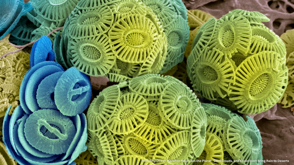 While often overlooked, phytoplankton — the microscopic, photosynthetic organisms floating in our oceans — have a profound impact on Earth’s climate. These tiny marine organisms not only form the base of the oceanic food web and absorb vast quantities of carbon dioxide (CO₂), but also participate in an elegant, natural mechanism that helps cool the planet, increase cloud formation, and potentially influence rainfall patterns, even across adjacent desert regions. Recent research highlights how phytoplankton-derived sulfur compounds contribute to cloud condensation nuclei (CCN), brightening clouds and reflecting sunlight. In this article, we explore the powerful role of phytoplankton in regulating climate and hydrological cycles, their biochemical pathways, the science behind marine cloud formation, and how these processes could support global climate resilience and land restoration.