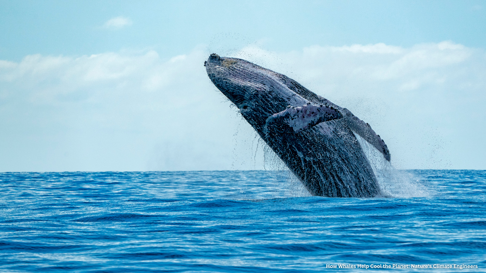 Whales also fertilize the ocean through what's called the "whale pump." As whales feed at depth and return to the surface to breathe, they release nutrient-rich waste containing iron and nitrogen. These nutrients are critical for the growth of phytoplankton—microscopic algae that absorb vast amounts of CO₂ during photosynthesis. Phytoplankton account for roughly 40% of global carbon uptake, fixing more carbon annually than all the world's forests combined. By enhancing phytoplankton growth, whales create a multiplier effect in carbon sequestration. Even a 1% increase in phytoplankton productivity due to recovering whale populations could sequester as much CO₂ as 2 billion mature trees each year.