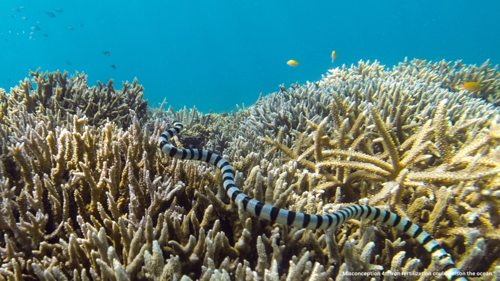 Iron isn’t a pollutant — it’s an essential nutrient. Life in the ocean literally depends on it.

The iron added during OIF is:

In microscopic quantities, comparable to natural inputs from wind-blown dust or volcanic ash.

Rapidly bound by organic compounds and absorbed by plankton.

Harmless to fish, corals, and marine mammals — every major OIF experiment confirmed thriving biodiversity.

In fact, the ocean naturally receives thousands of times more iron each year from natural sources.
OIF simply gives a gentle, targeted boost — in the right place, at the right time.