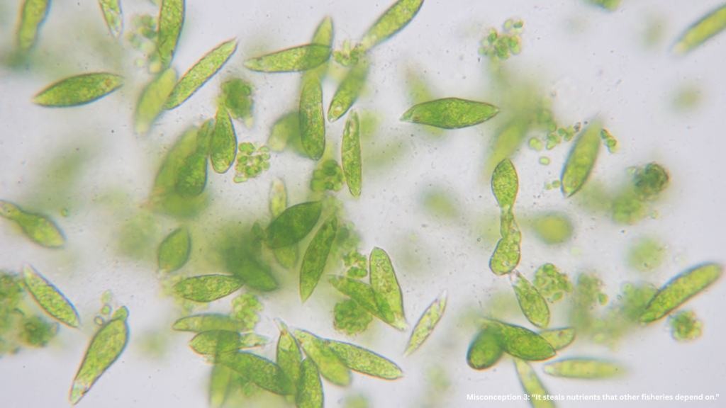 Misconception 3: “It steals nutrients that other fisheries depend on.”

It’s easy to imagine the ocean as a pantry — use nutrients in one place, and another goes hungry. But the ocean doesn’t work like that.

The global nutrient cycle is a slow-moving conveyor belt that recycles elements over decades.
OIF doesn’t take nutrients away from fisheries — it activates nutrients that were already going unused.

For example, large areas of the Southern Ocean are overflowing with nitrate and phosphate, but plankton can’t use them because of iron scarcity. Adding a trace of iron there unlocks that productivity, transforming “wasted” nutrients into food for marine life.

Moreover:

Not all nutrients are ever fully consumed — other factors like sunlight and grazing limit growth.

Responsible OIF focuses on inefficient regions, far from major fishing grounds.

The result? More plankton, more fish food, and more carbon storage.
That’s a win for marine ecosystems and fisheries.