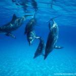 Overcoming Misconceptions: The Real Science Behind Ocean Fertilization For decades, Ocean Iron Fertilization (OIF) has been both celebrated and feared — viewed by some as a groundbreaking way to capture carbon and restore marine life, and by others as a potential ecological gamble. But what if many of these fears were based on misunderstandings rather than evidence? Today, after years of global research, data paints a very different picture: responsible ocean fertilization is not pollution — it’s restoration. Let’s clear the air and separate the myths from the science.