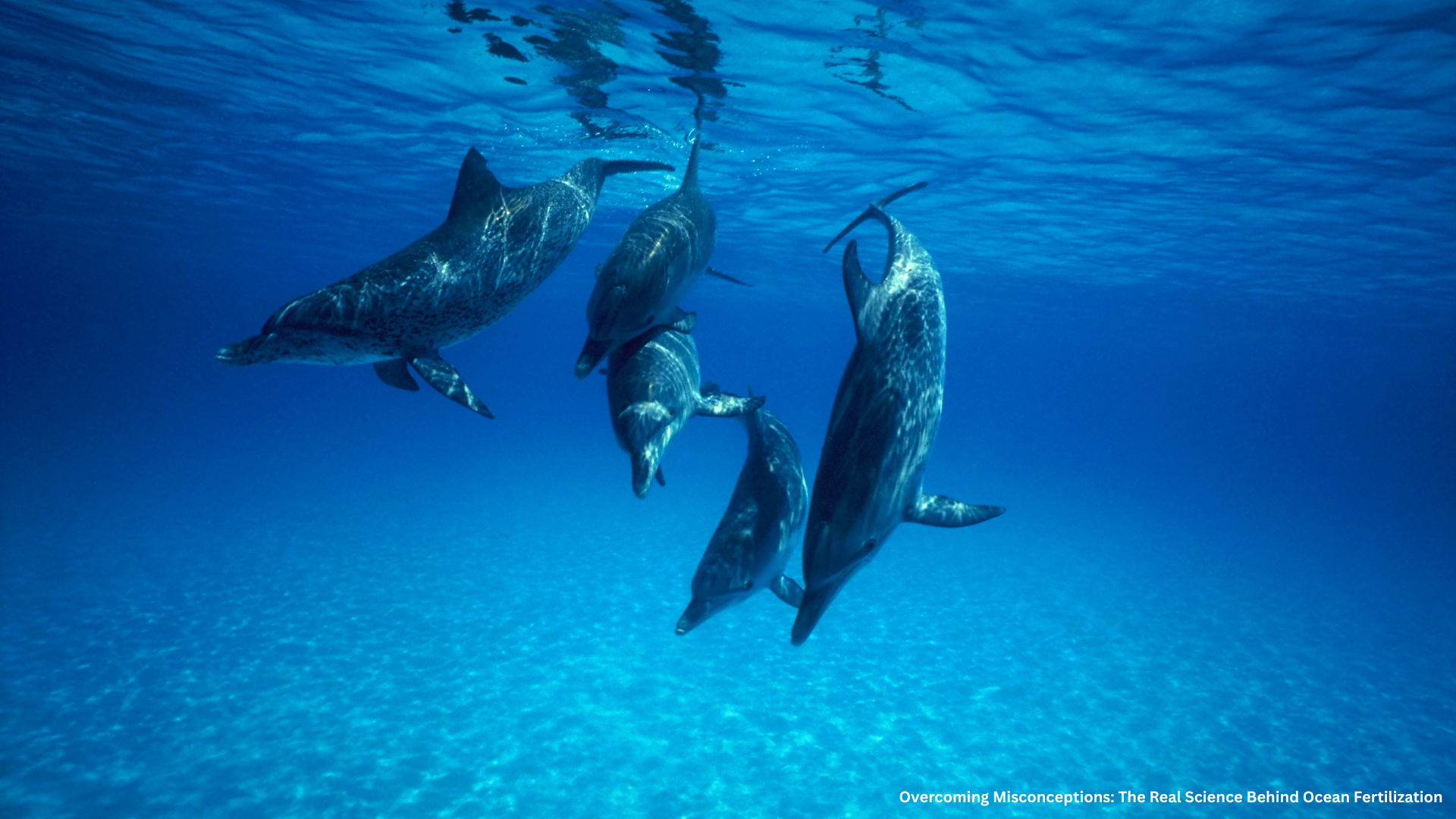 Overcoming Misconceptions: The Real Science Behind Ocean Fertilization For decades, Ocean Iron Fertilization (OIF) has been both celebrated and feared — viewed by some as a groundbreaking way to capture carbon and restore marine life, and by others as a potential ecological gamble. But what if many of these fears were based on misunderstandings rather than evidence? Today, after years of global research, data paints a very different picture: responsible ocean fertilization is not pollution — it’s restoration. Let’s clear the air and separate the myths from the science.