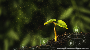 Phosphorus credits are tradable certificates representing a verified reduction of phosphorus pollution. Excess phosphorus – from fertilizers, manure, or sewage – causes algae blooms, oxygen-starved “dead zones,” and contaminated drinking water. These blooms can release methane and nitrous oxide, making eutrophic waters significant greenhouse gas sources. By placing a value on each pound of phosphorus kept out of rivers and lakes, credits create a market incentive to adopt nutrient-smart practices. In effect, phosphorus credits are to water quality what carbon credits are to climate: they fund solutions that advance clean-water, biodiversity, and climate goals simultaneously. Environmental agencies are increasingly using nutrient trading to meet clean-water mandates. For example, under the Chesapeake Bay cleanup plan, wastewater and industrial dischargers can buy phosphorus credits instead of building expensive in-plant controls if they pay farmers or landowners to adopt practices that cut runoff. Credits ensure that every pound of phosphorus avoided counts – helping regulators reach targets cost‑efficiently. Because phosphorus overflows degrade waterways and the climate (eutrophic waters emit >30% of global CO₂-equivalent fossil fuel emissions), these markets are critical tools for sustainable agriculture, water quality, and ecosystem health.