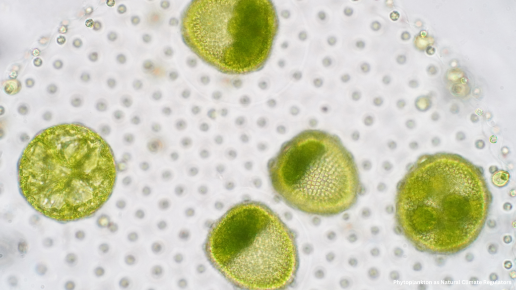 Phytoplankton, the microscopic photosynthetic organisms drifting in the upper sunlit layers of oceans and freshwater, are the foundational producers of the marine food web. However, beyond their ecological significance, they play a pivotal and often underappreciated role in regulating Earth's climate. Through complex biochemical processes, phytoplankton are instrumental in carbon sequestration, cloud formation, and even regional weather modulation. This article explores the mechanisms by which phytoplankton influence climate systems and their potential as agents of climate restoration.