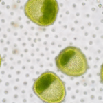 Phytoplankton, the microscopic photosynthetic organisms drifting in the upper sunlit layers of oceans and freshwater, are the foundational producers of the marine food web. However, beyond their ecological significance, they play a pivotal and often underappreciated role in regulating Earth's climate. Through complex biochemical processes, phytoplankton are instrumental in carbon sequestration, cloud formation, and even regional weather modulation. This article explores the mechanisms by which phytoplankton influence climate systems and their potential as agents of climate restoration.