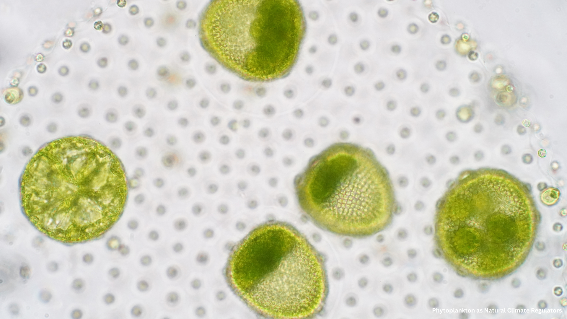 Phytoplankton, the microscopic photosynthetic organisms drifting in the upper sunlit layers of oceans and freshwater, are the foundational producers of the marine food web. However, beyond their ecological significance, they play a pivotal and often underappreciated role in regulating Earth's climate. Through complex biochemical processes, phytoplankton are instrumental in carbon sequestration, cloud formation, and even regional weather modulation. This article explores the mechanisms by which phytoplankton influence climate systems and their potential as agents of climate restoration.