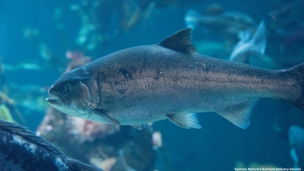 Salmon: Nature’s Nutrient Delivery Service