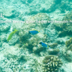 When we think about saving the planet, we often focus on what’s happening on land — planting trees, protecting soil, restoring rivers. But what if one of the most powerful tools for regenerating Earth’s ecosystems lies deep in the ocean? That’s the surprising promise of ocean iron fertilization (OIF) — a method that involves adding trace amounts of iron to certain parts of the ocean to spark blooms of phytoplankton, the microscopic plants that form the foundation of marine life. These tiny organisms may be invisible to the eye, but they’re mighty: they pull carbon out of the atmosphere, feed the ocean food web, and — as it turns out — may also help rejuvenate freshwater systems, forests, and even farmland. Let’s explore how something that starts out in the middle of the ocean could ripple all the way back to our soils, rivers, and skies.