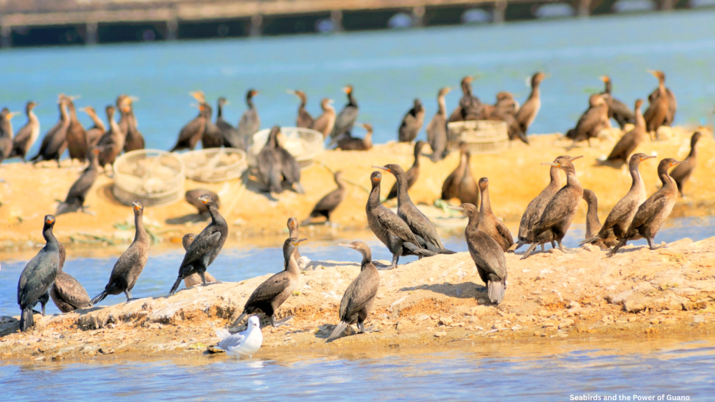 Seabirds like gulls, pelicans, and cormorants feast on ocean fish and then nest on islands or cliffs, where their droppings accumulate. During the 1800s, Peru’s guano-rich islands sparked a global trade boom — so much so that entire wars were fought over it.